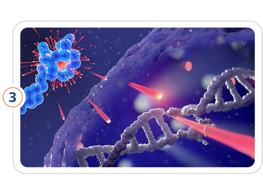 Cell with radionuclide emitting DNA-breaking radiation