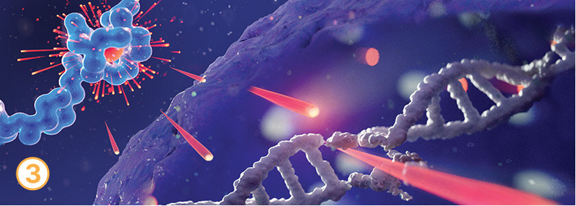 Lutetium-177, the cytotoxic radionuclide of PLUVICTO, emits DNA-breaking radiation within the cell.